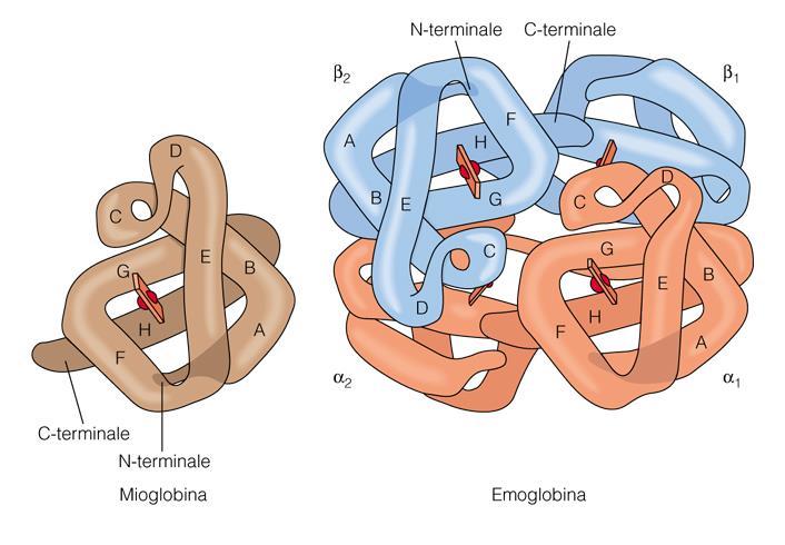 Eme - mioglobina ed emoglobina L eme (gruppo prostetico) è legato covalentemente