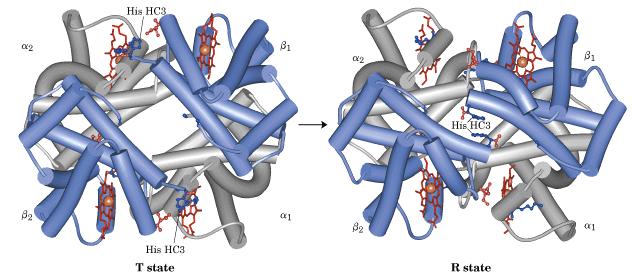 Cambiamenti strutturali dell Hb in seguito alla ossigenazione L analisi strutturale evidenzia: due conformazioni alternative: stato R e stato T. In equilibrio tra loro.