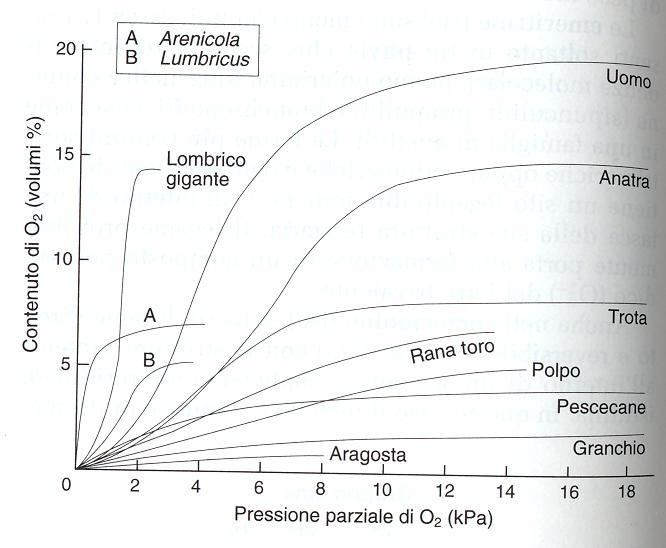 Capacità di trasporto dell ossigeno Il contenuto di ossigeno nel sangue (quantità di pigmento) in funzione della pressione parziale di O 2 rivela differenze sia nella forma della curva (affinità) sia