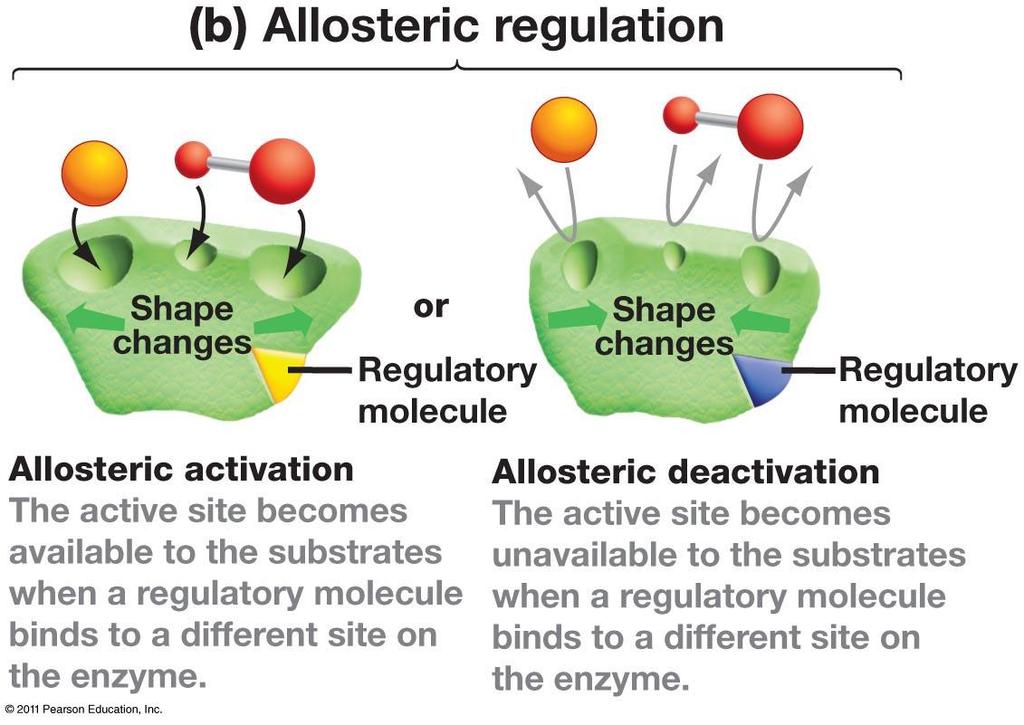 Regolazione allosterica Regolatore allosterico (effettore allosterico): molecola che si lega alla proteina (ligando)