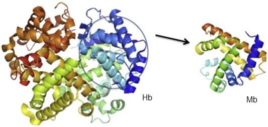 Mioglobina ed emoglobina: un esempio di funzionamento di una proteina La funzione della maggior parte della proteine globulari è mediata dall interazione reversibile con altre molecole dette ligandi: