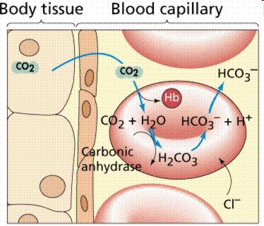 L emoglobina ha un ruolo nel trasporto della CO 2 La CO 2 prodotta nei tessuti viene trasportata: 1) Come ione HCO 3 -