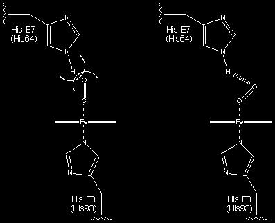 Ragione funzionale della parte globinica l Ossigeno rilasciato deve essere allo stato O 2 e non come anione superossido (tossico), Fe deve rimanere allo stato ferroso (Fe 2+ ) Mb che contiene Fe 3+