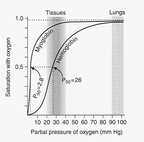 Nei polmoni la P(O 2 ) è circa tre volte maggiore che nei tessuti (90-100 contro 30-35 mmhg) Nei polmoni, dove ci sono elevate pressioni di O 2, l Hb assorbe efficentemente l O 2 venendo praticamente