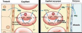 CO 2 è presente libera o nei globuli rossi come HCO 3-, il ph si abbassa e diminuisce affinità di Hb per O 2 nei polmoni