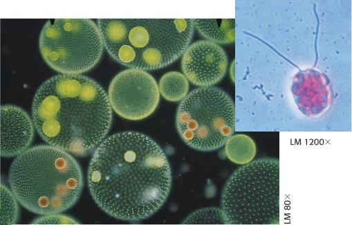 Le multiforme alghe verdi Le alghe verdi possono