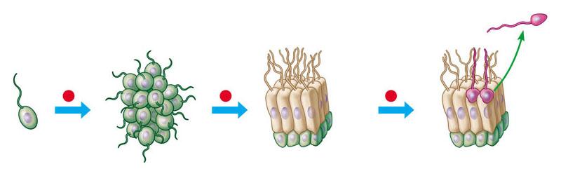 33.8 Gli organismi pluricellulari potrebbero essersi evoluti a partire da protisti a organizzazione coloniale La pluricellularità si è evoluta nel corso di molti eventi separati, probabilmente come