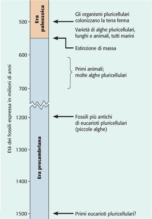 Schema cronologico delle prime forme di vita