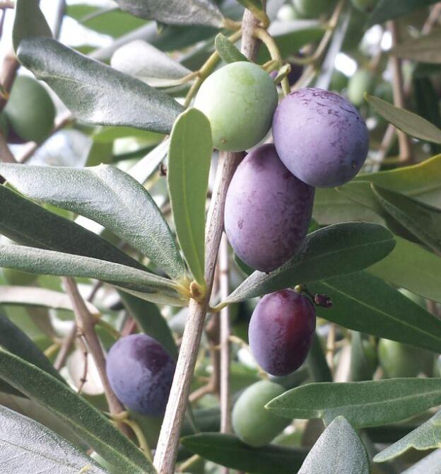 Valutando le colorazioni raggiunte dell'epidermide si stima che un 25% delle olive sia già