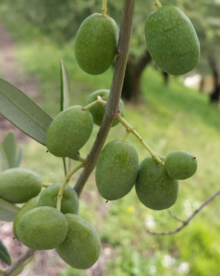 In alcuni oliveti, dove le olive hanno piccola pezzatura per aver subito stress idrico, il