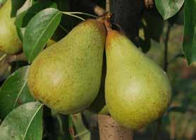 PE1UNIBO* Lucy Sweet HW 623 La forma del frutto è piriforme allungata, di buona pezzatura. Aspetto attraente, William simile con caratteristica rugginosità diffusa.