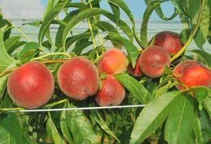 PESCO: CULTIVAR CONSIGLIATE Gli obiettivi della selezione varietale sono focalizzati a individuare cultivar con elevati parametri qualitativi dei frutti (elevato tenore in zuccheri, bassa acidità,