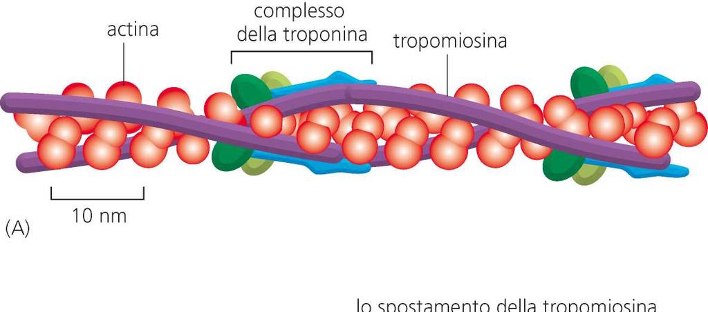 Troponina È fondamentale nella fase di eccitazionecontrazione muscolare scheletrica.