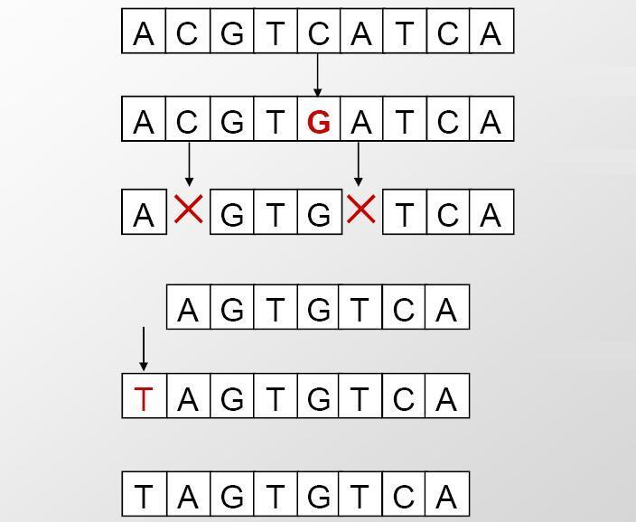 I genomi cambiano nel tempo Stato iniziale