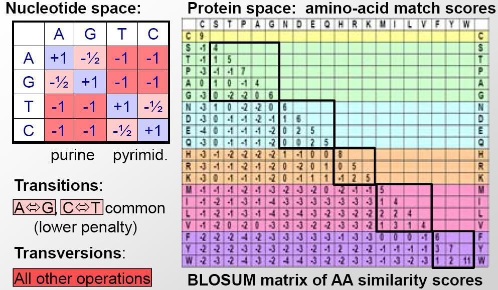 Bio ALLINEAMENTO DI SEQUENZE: