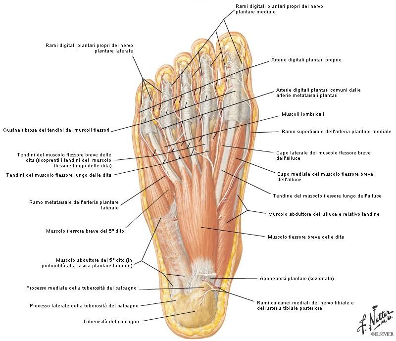 Fig. 1.7. Muscoli della pianta del piede, primo strato superficiale. Fonte: [5]. Flessore lungo delle dita Il flessore lungo delle dita flette le quattro dita laterali.
