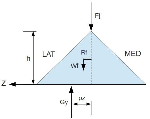 che essi hanno nel mantenere l'equilibrio totale. Il modello per lo studio in vitro di Kim et al.