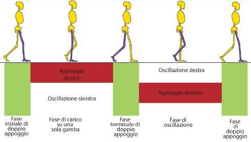 3. Analisi biomeccanica dei tendini e dei muscoli della gamba continua fino a quando l arto di appoggio iniziale si stacca da terra per eseguire la sua oscillazione. Fig. 3.