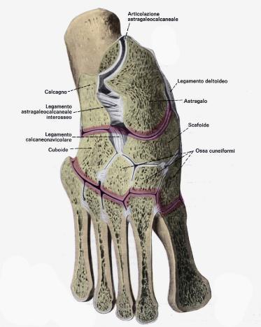 1. Analisi morfometrica del piede Fig. 1.4 Tarso, metatarso e articolazioni tarsali e tarso-metatarsali 1.1.2.