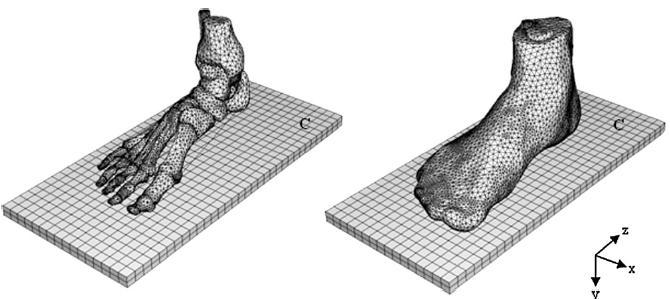 4. Modelli numerici per le componenti tendinee e muscolari del piede posizione eretta sviluppato da Chen et al.,2010 da poter confrontare con il precedente (Cheung et al., 2005).