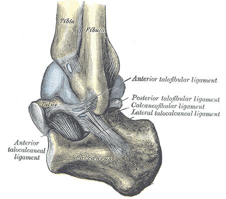 1. Analisi morfometrica del piede flessione dorsale, in cui l angolo diminuisce.