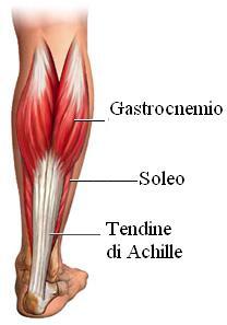 1. Analisi morfometrica del piede in rapporto con l entità della sporgenza del calcagno; infatti quanto più lunga è la leva costituita dal calcagno, tanto più esile è il polpaccio.