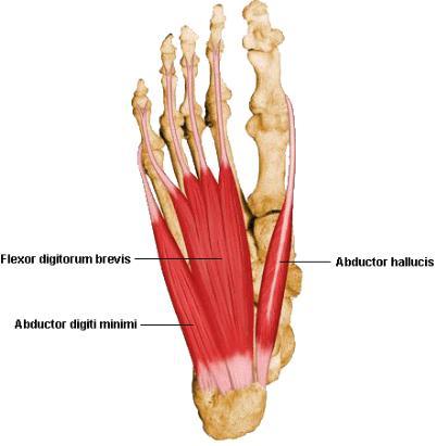 1. Analisi morfometrica del piede Fig. 1.