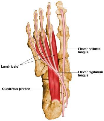1. Analisi morfometrica del piede dell estremità prossimale della prima falange delle ultime quattro dita e sui tendini del muscolo estensore lungo delle dita.