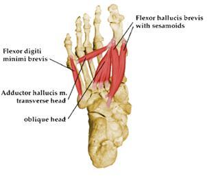 1. Analisi morfometrica del piede dai muscoli estensori delle dita, il muscolo accessorio collaborando con il muscolo flessore breve agisce per fissare le dita in modo che il muscolo flessore lungo