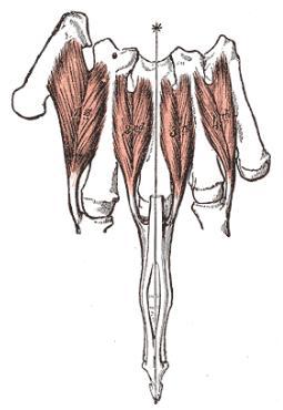 1. Analisi morfometrica del piede Questi piccoli muscoli permettono l abduzione (allontanamento dal piano sagittale o mediale del corpo) del terzo, quarto e quinto dito a livello dell articolazione
