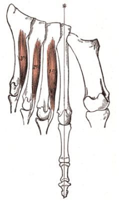 L abduzione è di scarsa rilevanza nel movimento complessivo del piede, ma tuttavia, l azione dei muscoli dorsali interossei associata a quella dei muscoli plantari interossei provoca la flessione