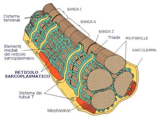 2. Analisi istologica e biomeccanica del tessuto muscolare e tendineo Fig. 2.