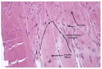 2. Analisi istologica e biomeccanica del tessuto muscolare e tendineo muscolo-tendine.