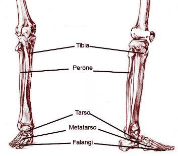 1. Analisi morfometrica del piede CAPITOLO 1 Analisi morfometrica del piede 1.