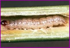 larva) vive nel fusto della pianta ove mangia parte dell interno impedendo il passaggio degli elementi nutritivi e sensibilizzando le piante