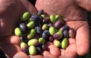 Come ci spiega Giuseppe, le olive che cadono a terra, o presentano difetti, vengono raccolte e