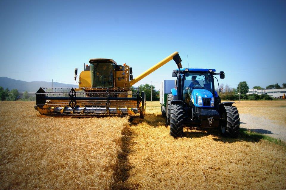 FONDAMENTALE IL GRANO TOSCANO Il frumento tenero utilizzato per