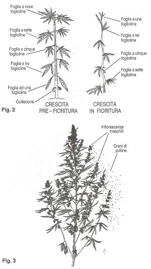 settimane più tardi) si formeranno le "infiorescenze", formate da gruppi di fiori composti da un'avaria (calice), dove si svilupperà (se impollinato) il seme, e da 1 o 2 pistilli uscenti dall'avaria.