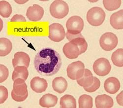 5. Biochimica clinica