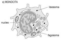 BUN/Creatininemia: ,