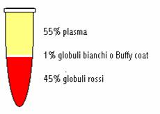 Il sangue Il sangue è un tessuto formato da una sospensione di cellule (~45%) in un liquido chiamato plasma (~55%) costituisce circa 1/12 del peso corporeo, circa quindi 5-6 litri Il sangue svolge