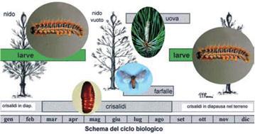 2 Cos è la Processionaria del pino Thaumetopoea pityocampa (Den. et Schiff.) Lepidoptera, Fam.