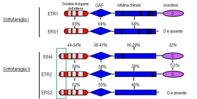La famiglia di recettori per l etilene di Arabidopsis Il genoma di Arabidopsis contiene una famiglia multigenica (5 geni) che codifica per 5 proteine con funzione di recettori: ETR1, ERS1, EIN4,
