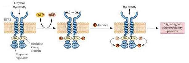 A seguito del legame dell etilene col suo recettore è attivato il dominio interno Il legame tra etilene e Cu provoca un cambiamento conformazionale nel dominio transmembrana del recettore, che