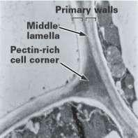 Il softening Il softening consiste in modificazioni a carico di componenti della parete cellulare principalmente per azione di enzimi.