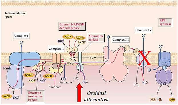 La respirazione I vegetali, oltre a possedere la tipica respirazione mitocondriale, posseggono una respirazione cianuroresistente (membrana interna mitocondrio), che si avvale di un ossidasi