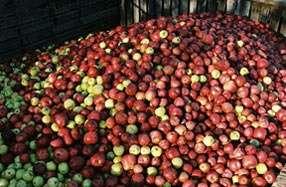 Nel 1934 Gane isolò l etilene da mele in
