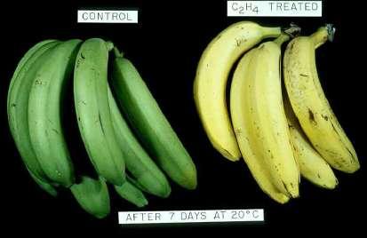 Il ripening dei frutti climaterici può essere indotto per trattamento con etilene I frutti climaterici sono generalmente raccolti allo stadio green e fatti maturare in condizioni controllate di