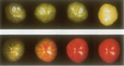 Il ripening dei frutti climaterici può essere controllato manipolando la sintesi di etilene con approcci molecolari S-adenosil metionina ACC sintasi ACC (ac.