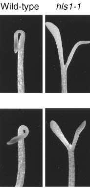 La formazione dell uncino in plantule cresciute al buio è mantenuta dall etilene La formazione ed il mantenimento dell uncino è causato dalla crescita asimmetrica per distensione indotta dall